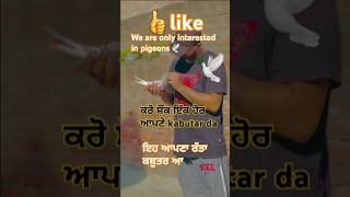 ✅blog-14✅ਇਹ ਆਪਣਾ ਰੱਤਾ ਕਬੂਤਰPlease like and subscribe #short#viral ofPigeons#P_b-36-kabutara-w_a_l_a