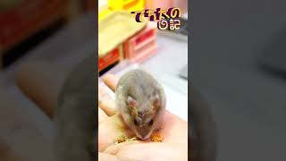 てち太の日記433　今日も元気に飛び出してきました🐹💛おやつをたくさん食べてダッシュで帰ります💛　#ハムスター #かわいい  #癒し #pets #動物 #ペット #可愛い #Hamster