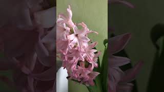 History of Hyacinth #shorts #plants #flowers #hyacinth #bulb #dutch #history #flowervideos