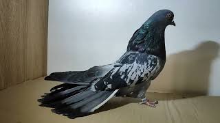 Николаевские голуби. Сплошные.#pigeon #birds #топ #love #pigeonlover #красиво