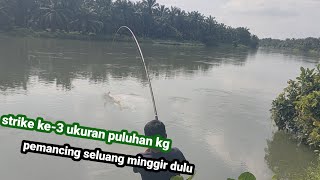 SERU || KOMPILASI TIGA STRIKE IKAN PATIN MONSTER SUNGAI ASAHAN