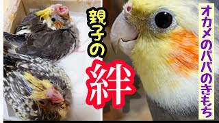 オカメインコ親子の別れ、よもちゃんありがとう