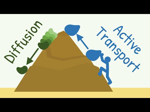 What is the main difference between active transport and diffusion?