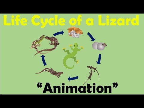 What is a geckos life cycle?