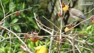 柿とヒレンジャク Japanese Waxwing