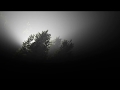 Unreal Engine 4 Volume Fog in Forest (DEMO MOVIE. Relax)