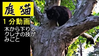 【庭猫】１分動画・木から下りるクレナの技がみごと