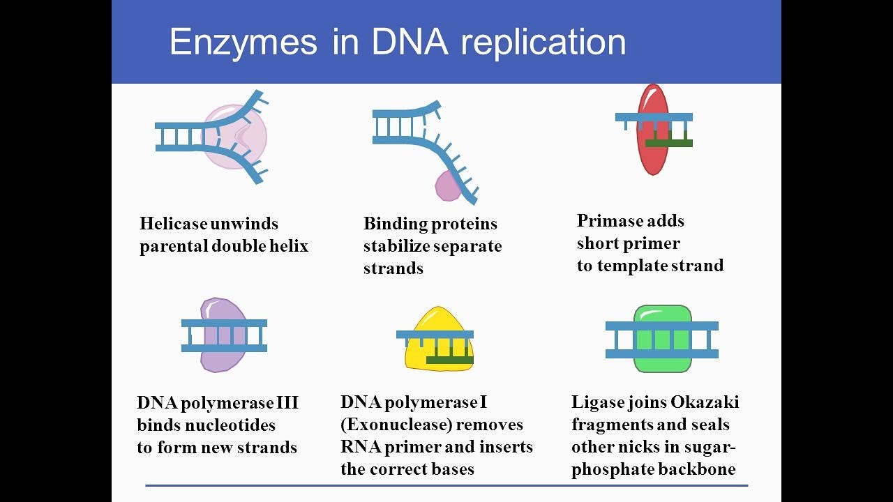 What Is Dna Polymerase And Its Function In Dna Replication