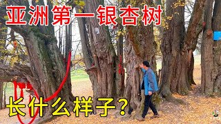 贵州大山里的千年古银杏树群，被称中华银杏活化石，真是壮观【乡村阿泰】