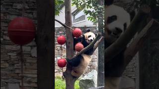 10.8福公主太聪明了，找到笋笋一气呵成#panda #大熊貓#大熊猫福宝