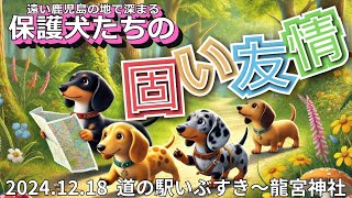 感動の瞬間！！保護犬たちが見せた！！龍宮城伝説が眠る地で生まれた固い友情の絆　タイムスタンプはコメント欄にあります