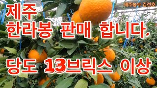 제주 한라봉 10키로 1박스