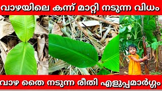 വീട്ടുവളപ്പിൽ ഒരു വാഴ നടേണ്ട സമയം നടുന്ന വിധം  എന്നിവ മനസ്സിലാക്കാം