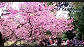 ดูซากุระ ที่ไต้หวัน วัดเทียนหยวนกง Taiwan sakura