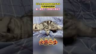 社会百态 | 当主人把猫咪刚舔顺的毛弄乱，气得猫咪直蹬脚，猫：烦死了 一天的好心情没了