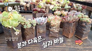 12월 신상 소자분 / 다육을 주인으로~#다육#다육화분#손옹기화분