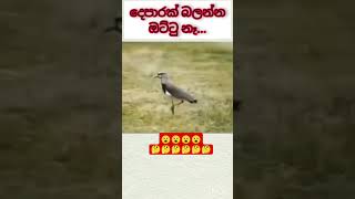 මොකක්ද ඒ උනේ කියලා කියන්න පුළුවන් කාටද??🤔🤔🤔🤔🤔🤔