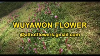 Wuyawon flower at Shingcha Village, Kamjong Manipur. Blooms in July. @Athotflowers.