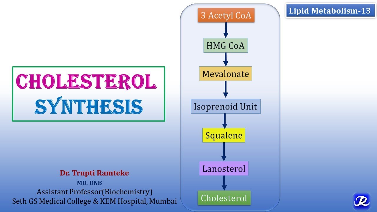 13: Cholesterol Synthesis | Lipid Metabolism-13 | Biochemistry | N'JOY ...