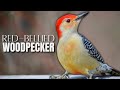 A Red-bellied Woodpecker Overview