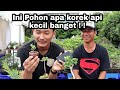 BONSAI INI KECIL BGT! MURAH PARAH! cocok buat pemula (feat. Yudi Animasi)