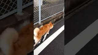 台風が去った後の夕方散歩をする柴犬マメ