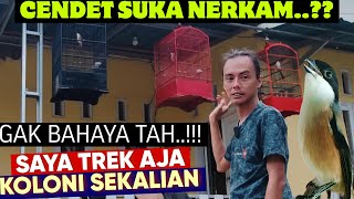 PUNYA CENDET KOK SUKA NERKAM ⁉️ DIBEGINIKAN SAJA WES || Cara Merawat Cendet