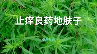 止痒良药：地肤子的自然之力