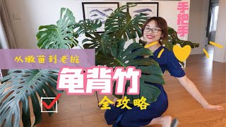 「山乌龟」龟背竹能有多好看？从嫩龟到老桩 | 新手友好养护原则 | 山乌龟的园艺记录