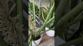 Snake 🐍 plant ❤️🌹❤️🌹thadathil vlog