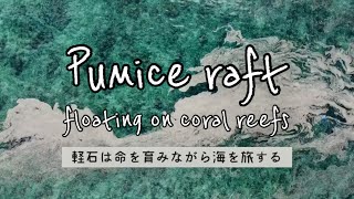 Pumice raft〜軽石は命を育みながら海を旅する〜　沖縄・福徳岡ノ場（2022/07撮影）