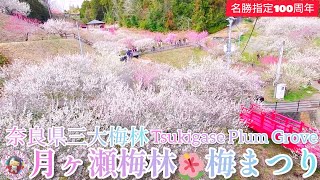 🌺奈良県三大梅林🌺月ヶ瀬梅林🌺梅まつり🌺Tsukigase Plum Grove🌺Flower viewing walking🌺Blossom🌺Nara🦌太鳳くんとtravel JAPAN🗾