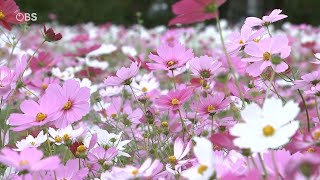 秋風にゆられて…コスモス咲き誇る　大分県内各地の名所にぎわう