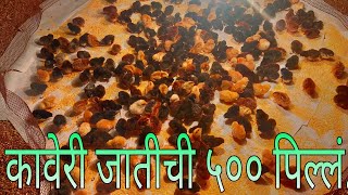 कावेरी जातीची ५०० पिल्लं....500 chicks of Kaveri breed