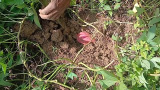 My Dad is Reaping Sweet Potato in The Morning 🌄