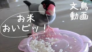 お米がおいしい と さえずる？桜文鳥ほーちゃん　文鳥動画