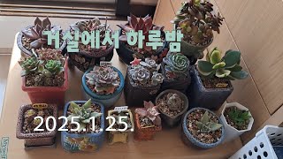 노인다육#베란다#다육이#거실에서 하룻밤~^^#2025.1.24.