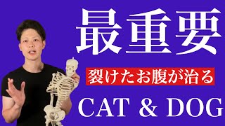 【重要】腹筋やる前に絶対やるべき背骨エクササイズ！キャット＆ドッグ〜産後の腹直筋離開や腰痛の改善に重要な腹横筋トレーニング〜