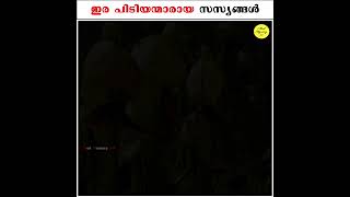 ഇരപിടിയൻമാരായ സസ്യങ്ങൾ (Fact Manual) | Unknown Facts in Malayalm #shorts #trending