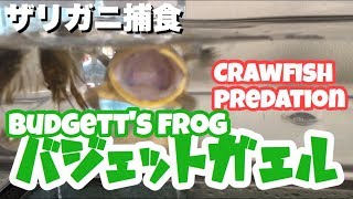 バジェットガエル　ザリガニ捕食