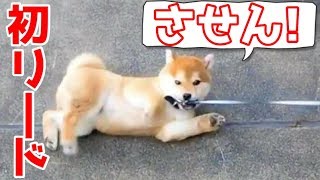 【柴犬子犬】てんちゃん、リードと戦う　太郎の犬モノガタリ＃１３