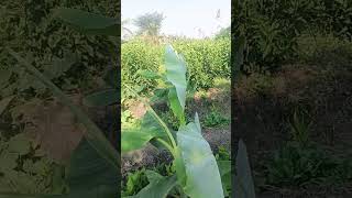 நகைக்கடையில் இருவர்#life#kunam#shortsfeed #tamil #vivasayi #vivasayi farming