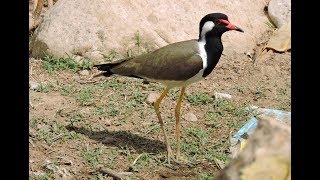 Red-wattled Lapwing | Hatching eggs | Protection | two chicks | Birds of Shekhawati