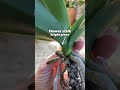 Orchid roots vs flower spike 🙌🏻