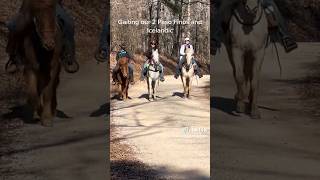 2 PasoFinos and an Icelandic Horse