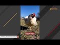 Rooster falls in love with disabled chick