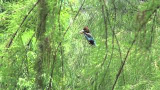 青衣公園的翠鳥