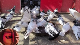 Par Potai Waly Kabootar Ko Nhlai | Tip | Hashim Mahmood Pigeons