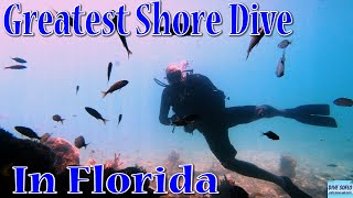 Greatest Shore Dive in Florida! Phil Foster park at The Blue Heron Bridge 4K Video