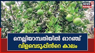 Palakkad നെല്ലിയാമ്പതിയിൽ ഓറഞ്ച് വിളവെടുപ്പിൻറെ കാലം | Orange Farming | Malayalam News Today